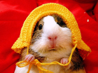 tchat gratuit avec HamsterJovial