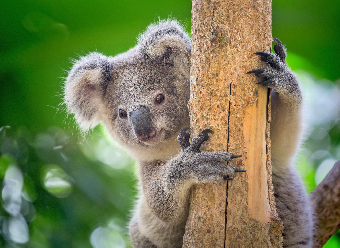 tchat avec Koala
