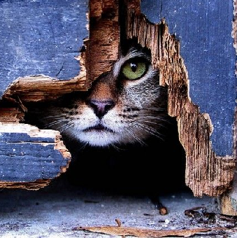 tchat avec alleyCat