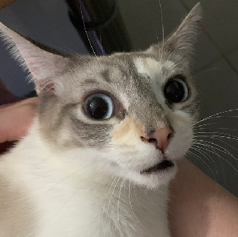 tchat avec pahya
