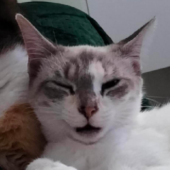 tchat avec pahya