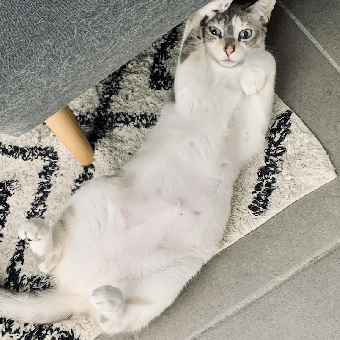 tchat avec pahya