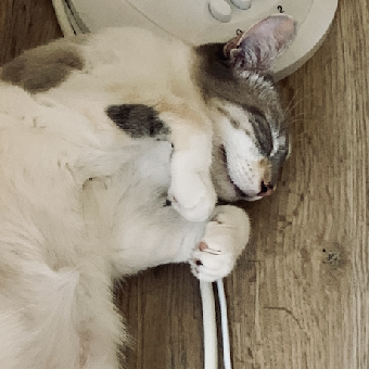 tchat avec pahya