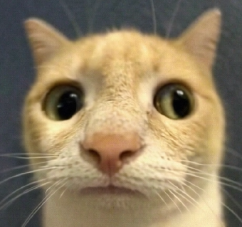tchat avec annoying