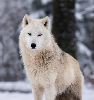 tchat avec Wolf80090