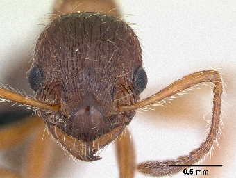 tchat avec Myrmica_rubra_-l-