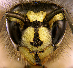 tchat avec Vespula_Vulgaris_-l-