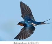 tchat avec Swallow