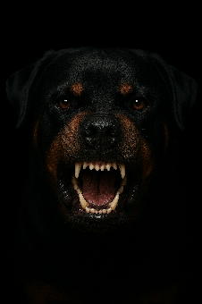 tchat avec Rottweiler