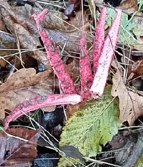 parler en toute simplicité