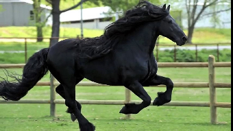 tchat avec Al-patchono