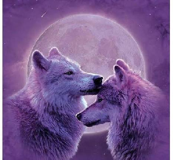 tchat avec LeLoupSolitaire