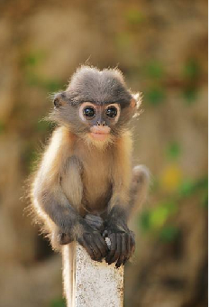 tchat avec Jane-Goodall