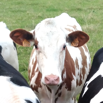 parler en toute simplicité