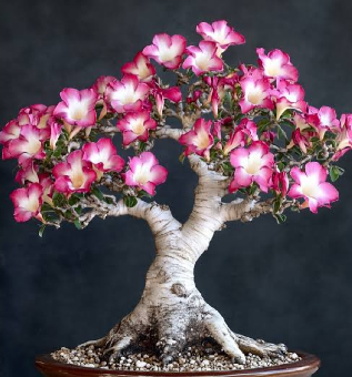 tchat avec DesertRose