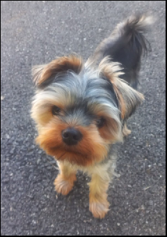 tchat avec Julie-Suisse