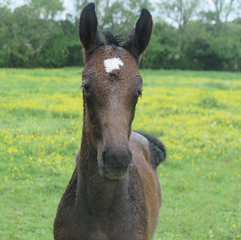 tchat avec BluesRoad