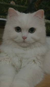 parler en toute simplicité