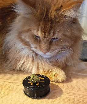 tchat avec Ton_paire