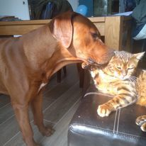 discuter gratuitement