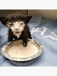 discuter gratuitement