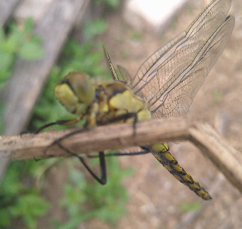 tchat avec Mrpotager