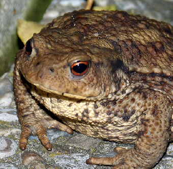 parler en toute simplicité