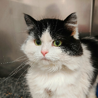 parler en toute simplicité