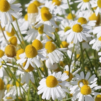 parler en toute simplicité