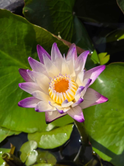 tchat avec Chicamino